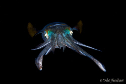 "The Flyer" another shot from my series of Bigfin Squid o... by Debi Henshaw 
